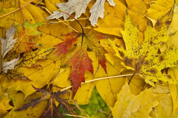 Grupo otoño naranja hojas — Foto de Stock