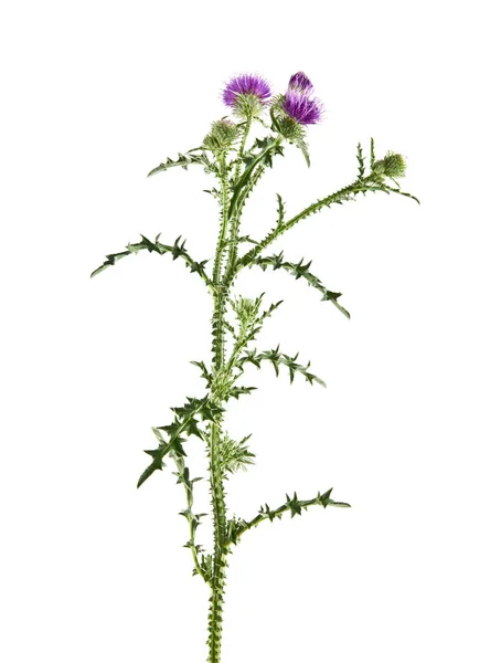 Milk Thistle, fehér háttér — Stock Fotó