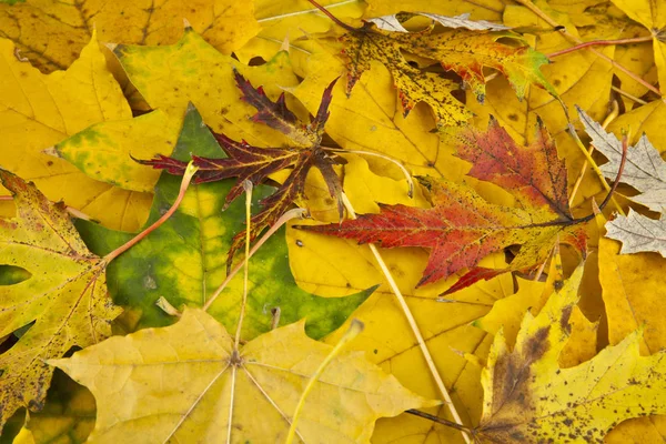 Grupo otoño naranja hojas — Foto de Stock