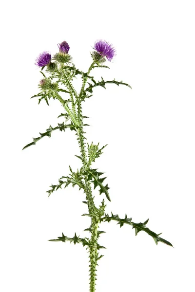 Milk Thistle on white background — Stock Photo, Image