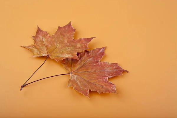 秋の紅葉を背景に — ストック写真