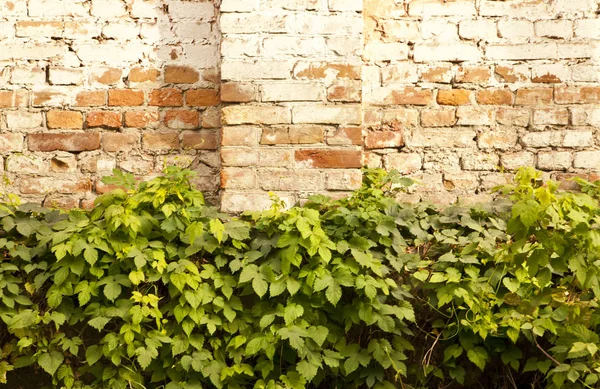 Vines old brick wall with a textured surface — Stock Photo, Image