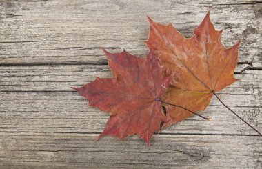 Ahşap arka planda sonbahar yaprakları