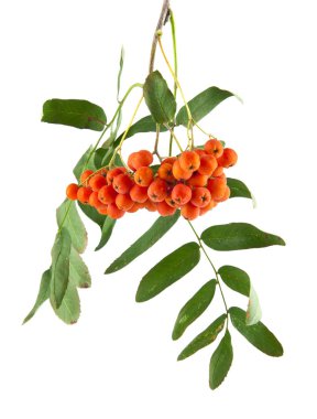 Bir dalda rowan üzümü