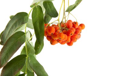 Bir dalda rowan üzümü