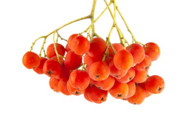 Rowan berry beyaz arka plan üzerinde