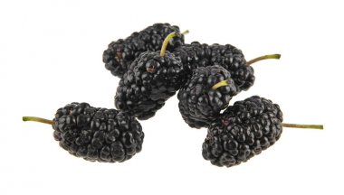 beyaz arkaplanda dut