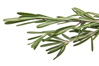 rosemary on white background