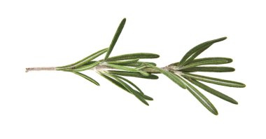 rosemary on white background