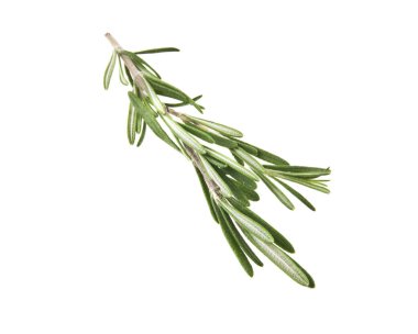 rosemary on white background