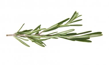 rosemary on white background