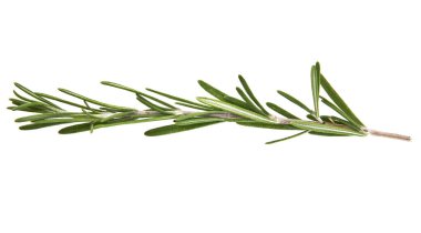 rosemary on white background