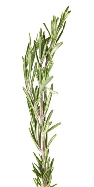 rosemary on white background