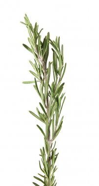 rosemary on white background