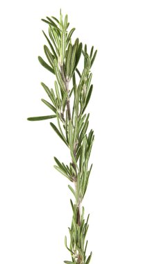 rosemary on white background