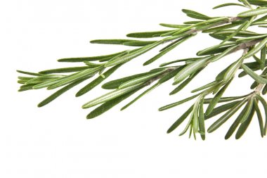 rosemary on white background