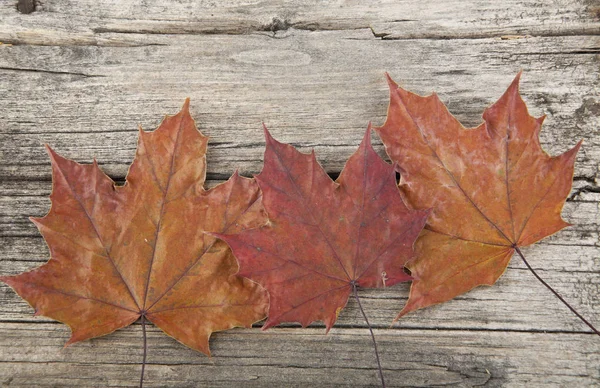 木の背景に紅葉 — ストック写真