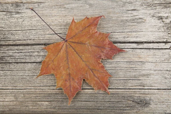 木の背景に紅葉 — ストック写真