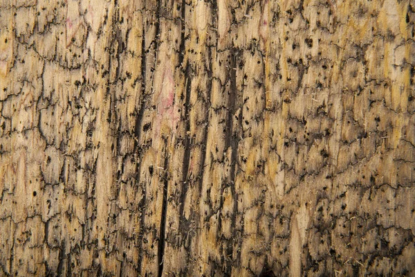 Velho de madeira como fundo — Fotografia de Stock