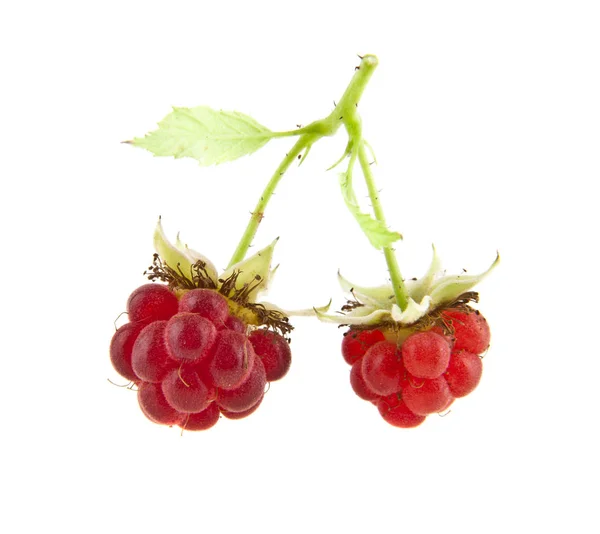 Red raspberries isolated on white background — Stock Photo, Image