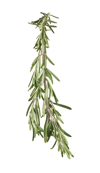 Rosemary on white background — Stock Photo, Image