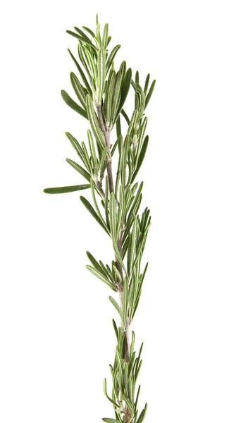 Rosemary em fundo branco — Fotografia de Stock