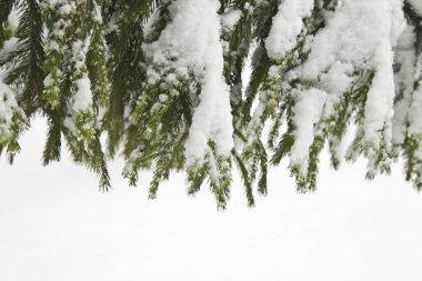 ağaç dalları karda