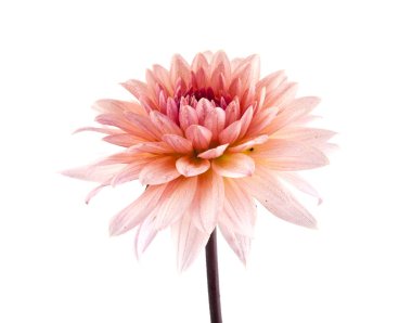 Beyaz arkaplanda çiçekler 