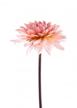 Beyaz arkaplanda çiçekler 