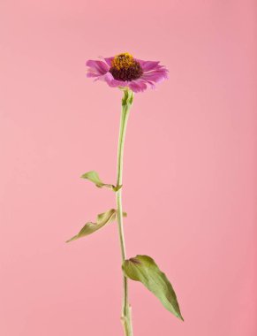 pembe çiçekler 