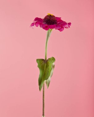 pembe çiçekler 