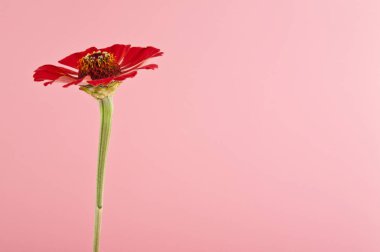 pembe çiçekler 