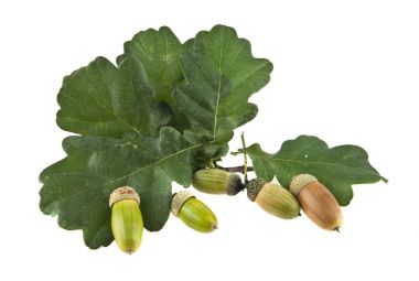 Beyaz arkaplanda meşe yaprakları