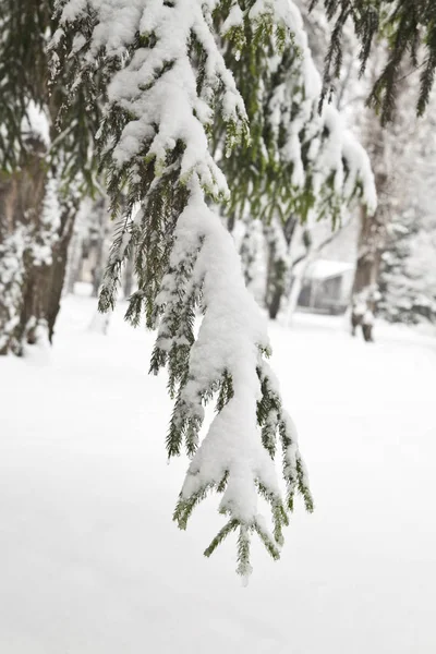 Ağaç dalları karda — Stok fotoğraf