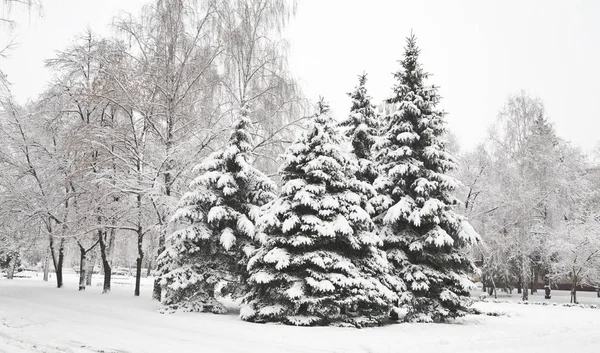 Christmas tree in snow outdoors — Stock Photo, Image