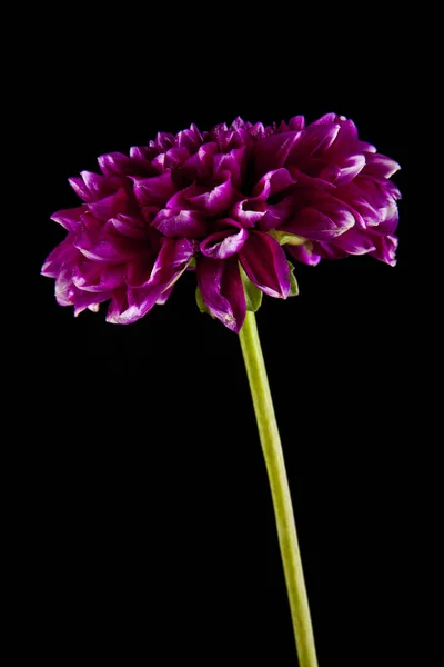 Kwiaty na czarnym tle — Zdjęcie stockowe
