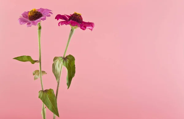 Flores sobre fondo rosa — Foto de Stock