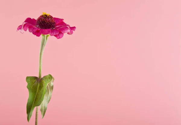 Flores sobre fondo rosa — Foto de Stock