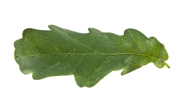 하얀 배경에 있는 오크 잎 — 스톡 사진