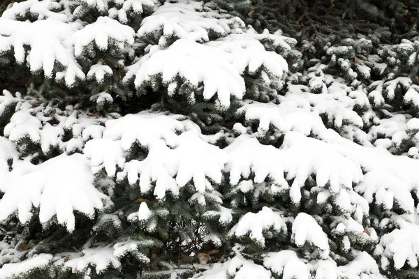 Trädgrenar i snö — Stockfoto