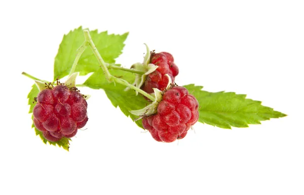 Raspberries on white background — Stock Photo, Image
