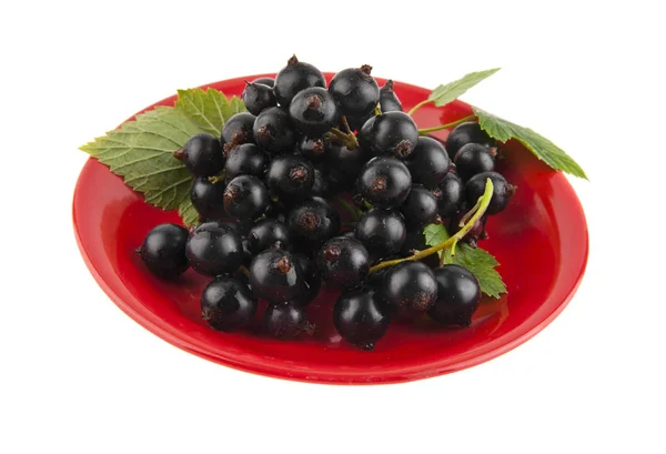 Black currants in the red saucer — Stock Photo, Image