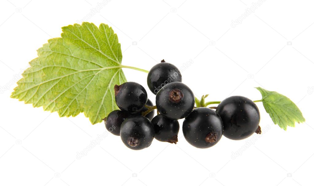 black currants on white background