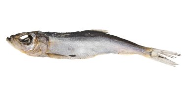 Beyaz arka planda füme balık 