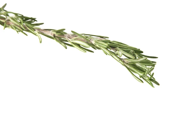 Rosemary isolerad på vit bakgrund — Stockfoto