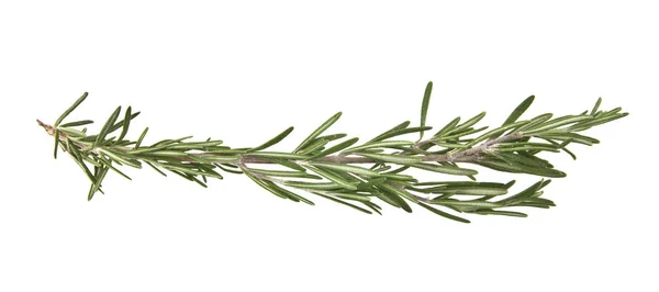 Rosemary isolated on white background — Stock Photo, Image