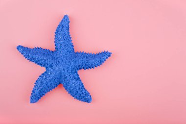 pembe arka plan üzerinde mavi deniz yıldızı