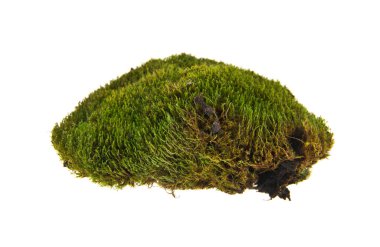 beyaz zemin üzerine yeşil yosun