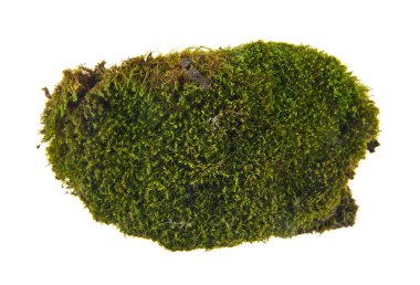 beyaz zemin üzerine yeşil yosun