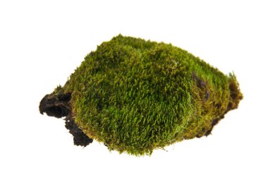 beyaz zemin üzerine yeşil yosun